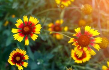 Your Guide To Summer Flowers: Helenium
