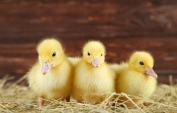 Getting Started With Ducklings