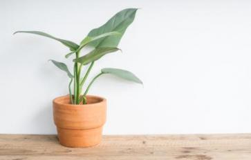 5 Indoor Plants For A Healthy Home & Clean Air
