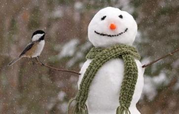 How to Attract Beautiful Birds to Your Backyard in Winter