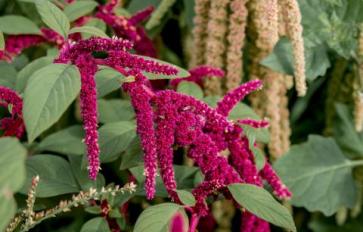 Your Guide To Summer Flowers: Love-Lies-Bleeding