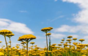 Your Guide To Summer Flowers: Yarrow