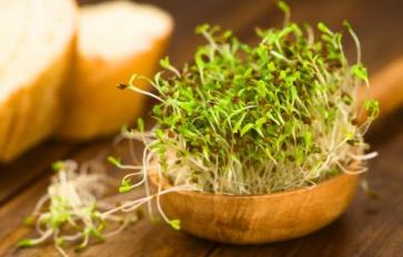 Grow Your Own Alfalfa Sprouts At Home