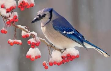Organic Home Gardening Series: 7 Plants That Naturally Feed Birds In Winter