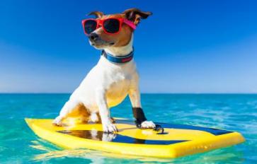 Keep Pets Safe This Summer