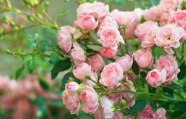 Your Guide To Summer Flowers: Roses