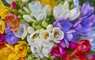 Your Guide To Summer Flowers: Freesia