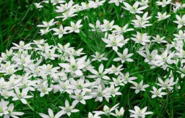 Your Guide To Summer Flowers: Star Of Bethlehem