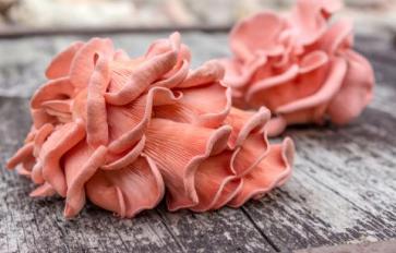 5 Things You Didn’t Know About Oyster Mushrooms