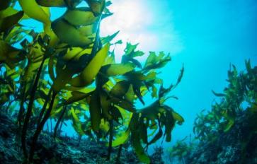 Harvest Your Own Wild Seaweed This Summer