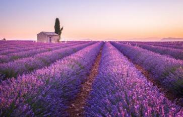 Your Guide To Summer Flowers: Lavender