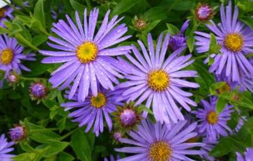 Your Guide To Flowers: Asters