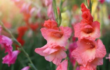 Your Guide To Summer Flowers: Gladiolus