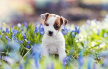 Start Your Puppy Out Right With These Tips