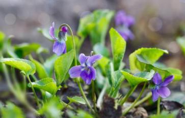 4 Recipes For Wild Violets