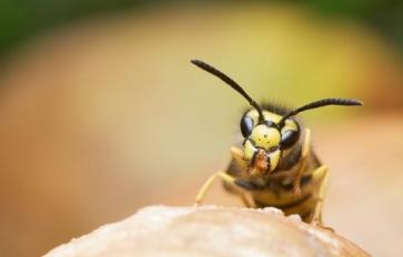 Signs From Mother Earth: A Wasp Sting’s Wisdom & Remedy