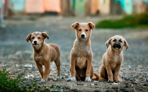 how to take care of stray dogs in winter