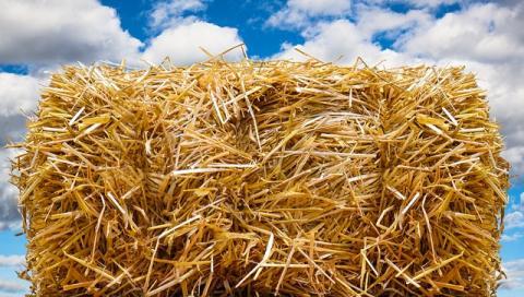 Straw bales are surprisingly good insulators for plants in wintertime