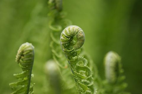 5 Fun Ways To Prepare & Eat Fiddlehead Ferns | Basmati