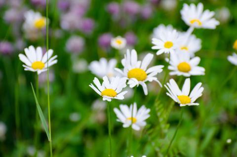 Your Guide To Summer Flowers: Shasta Daisy | Basmati