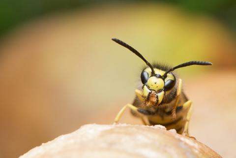 Signs From Mother Earth: A Wasp Sting's Wisdom & Remedy | Basmati